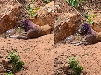 Moradora de Corumbá é presa por maus-tratos graves a cães