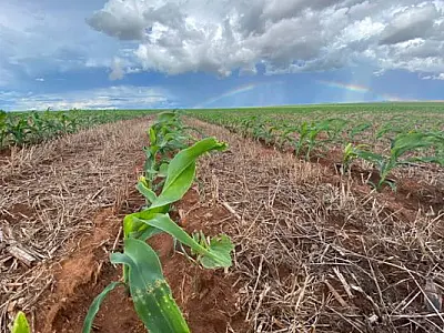 Prejuízos na safra 2023/2024 superam R$ 10,3 bilhões, com milho e soja