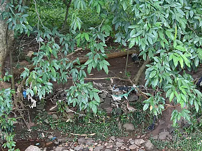 Cadáver é localizado em região de mata do Parque das Nações Indígenas