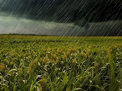 Mato Grosso do Sul registra queda significativa na produção de grãos