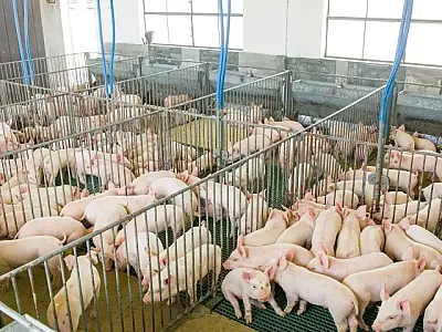 Programa Asumas impulsiona a sustentabilidade na Suinocultura de MS