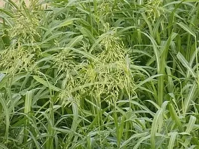 Apreensão no setor agrícola: Famasul alerta para ameaça de capim-massambará na safra de milho em MS