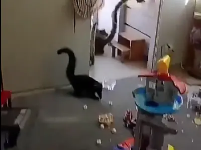 Grupo de quatis invade residência e mobiliza equipe de segurança em Londrina