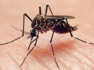 Mais duas mortes por dengue são confirmadas em MS; Total de óbitos pela doença no estado chega a 12