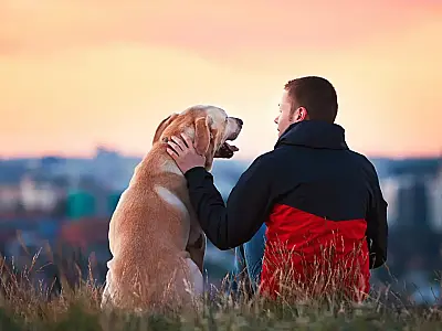 Projeto aprovado na Assembleia de SP pode permitir enterro de cães e gatos em jazigos familiares