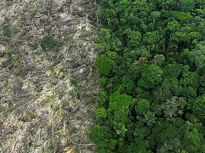 Brasil perdeu 111,7 milhões de hectares de áreas naturais em 40 anos