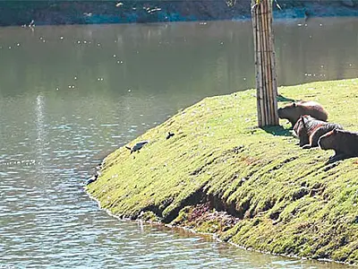 Ataque de capivara deixa menino de 4 anos ferido em Três Lagoas