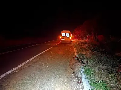 Ambulância colide com anta na MS-134 e passageira fica ferida
