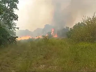 Incêndio devasta santuário da biodiversidade no Pantanal