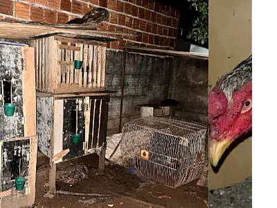 Polícia encontra local de briga de galos próximo a quartel da PM em Chapadão do Sul