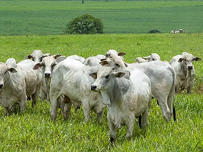 Pecuária de MS aposta na genética para avançar em produtividade e qualidade da carne