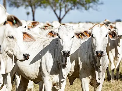 Famasul divulga balanço do Agro de MS em 2024: Queda no VBP, mas avanços no Setor
