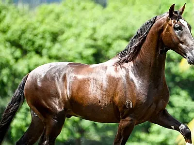 Nove cavalos morrem após consumir ração contaminada em Guarulhos (SP)