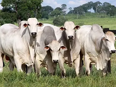 Dificuldade na compra de boiada gorda desencadeia novos movimentos de alta
