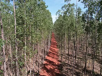 Propriedades rurais de MS podem se beneficiar com regulamentação de mercado de crédito de carbono