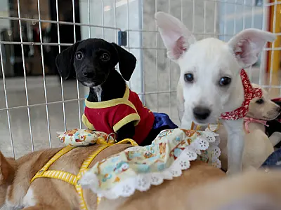 Feira de Adoção em Campo Grande busca transformar histórias de abandono em lares cheios de amor