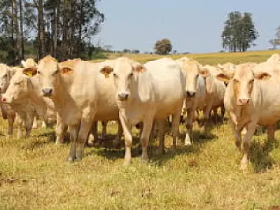 Embrapa revoluciona pecuária brasileira com vacina contra carrapato bovino