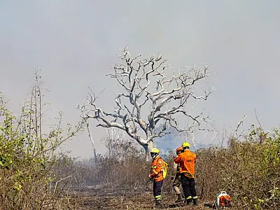 Novos focos de fogo mobilizam equipes no Pantanal de Mato Grosso do Sul