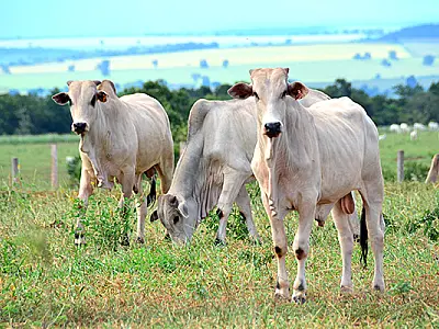 MS alcança status internacional de área livre de febre aftosa e amplia oportunidades no agronegócio