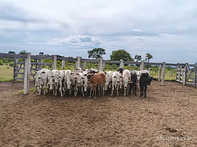Furto de 42 cabeças de gado termina com caseiro preso em MS