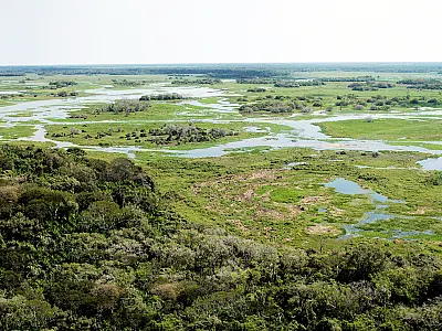 Famasul defende abordagem técnica e sustentável na supressão vegetal do Pantanal sul-mato-grossense