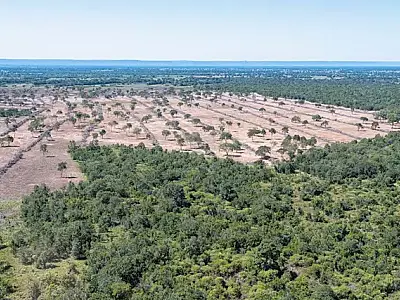 MS: Nova Lei do Pantanal entra em vigor com fiscalizações intensificadas e regulamentações