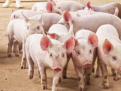 Programa Leitão Vida em Mato Grosso do Sul: sustentabilidade e incentivos impulsionam a suinocultura