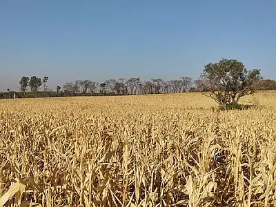 Condições climáticas severas reduzem já em 35% a área plantada de milho safrinha em MS