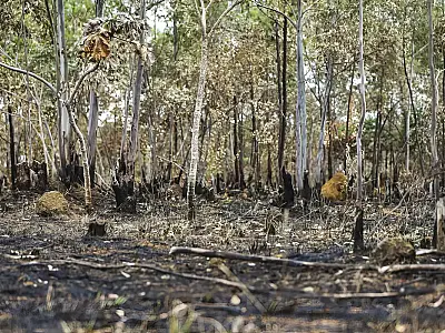 Ano de 2025 é quinto com maior área atingida por queimadas até agosto
