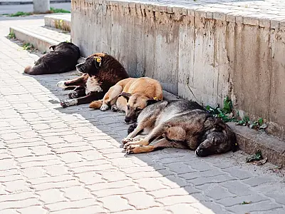 Captura em massa de animais de rua gera controvérsias