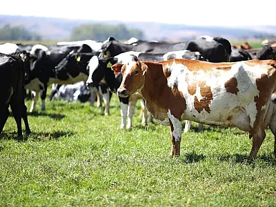 Produtores rurais se preparam para o inverno na bovinocultura de leite