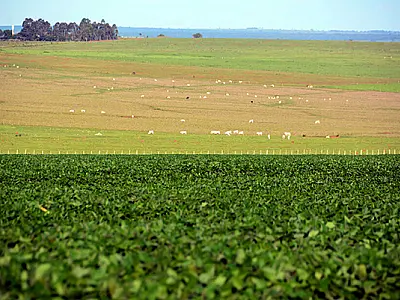 MS registra menor número de recuperações judiciais no agronegócio da região Centro-Oeste