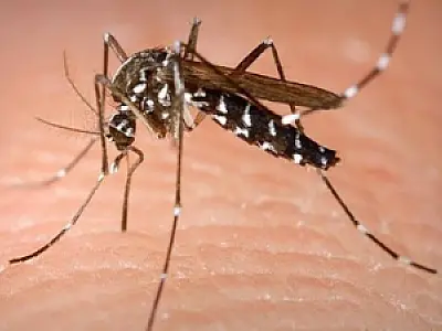 Municípios de MS recebem aporte financeiro de R$ 160 mil no combate à dengue