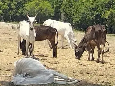 Água Clara: fazendeiro é multado em mais de meio milhão por negligência com gado