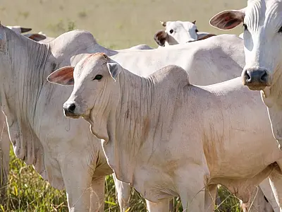 Declaração de Rebanho: segunda etapa da campanha da Iagro começa em 1º de novembro