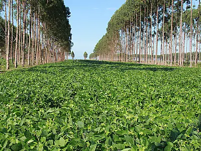 Pedidos de recuperação judicial para produtores rurais disparam 535% em 2023, revela Serasa