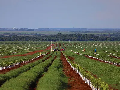 Mato Grosso do Sul se consolida como polo da citricultura no Brasil
