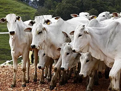 Declínio no abate de bovinos em MS em 2023 leva setor a enfrentar desafios financeiros
