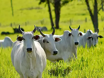 Fazendas históricas de João Goulart vão a leilão por R$ 254 milhões