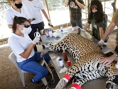 Onça que matou caseiro segue agressiva e por enquanto não deve voltar à natureza