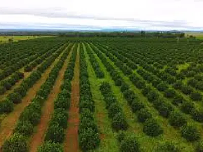 Mato Grosso do Sul se destaca na expansão da citricultura