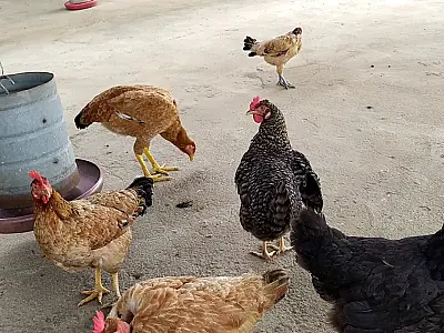 Gripe aviária: MS reforça prevenção em propriedades da agricultura familiar