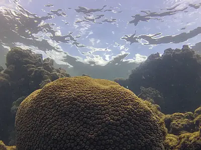 El Niño afeta ecossistema marinho no Oceano Atlântico, diz estudo