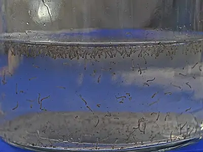 Surto de Dengue avança em MS com 25 casos confirmados em 15 dias