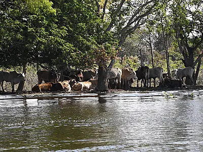 1ª Lei do Pantanal: Produtores rurais e diversos segmentos colaboram da nova legislação