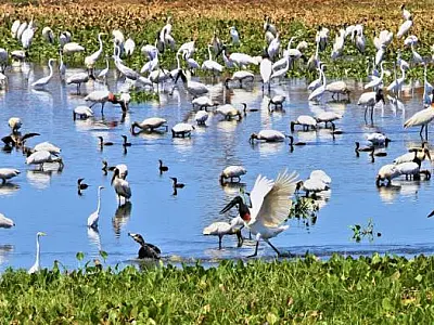 Mato Grosso do Sul oficializa "Estado do Pantanal" em identidade visual