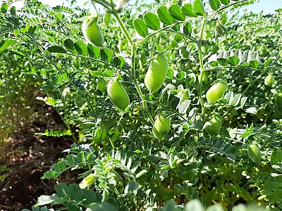 Governo amplia isenção de ICMS para incentivar novas culturas agrícolas em MS