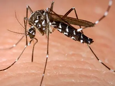 Relação entre o El Niño e o aumento de casos de dengue no Brasil