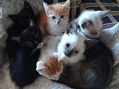 Um novo lar para mudar vidas: feira de adoção da Amicats busca famílias para 16 gatos resgatados