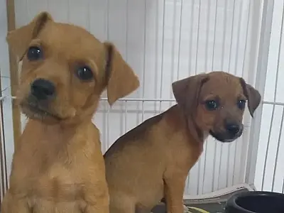 Feira de adoção de animais em Campo Grande acontece nesse domingo (10)
